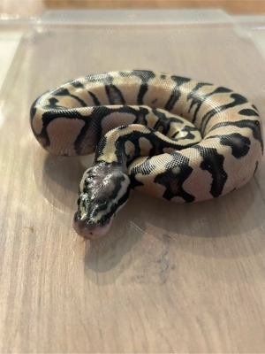 pastel enchi cinnamon het clown 