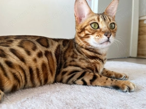 Wunderschöne Bengalkatze mit Stammbaum und Zuchtfreigabe