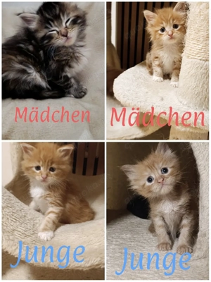 Maine Coon kitten Reinrassig 