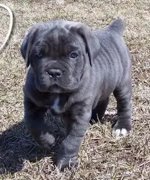 Cane Corso Welpen sind heute bereit.