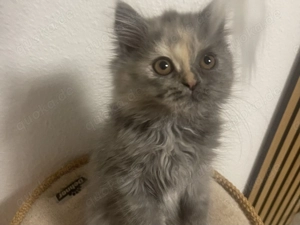 BKH (Britisch Kurzhaar) und Perser Kätzchen (Sofort abholbereit)