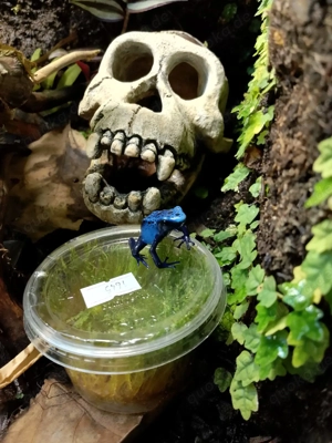 Suche Dendrobates tinctorius azureus
