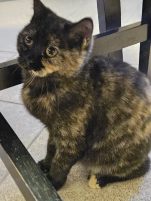 Mia   eine kleine BKH Katzendame mit großem Herzen sucht ihr Zuhause