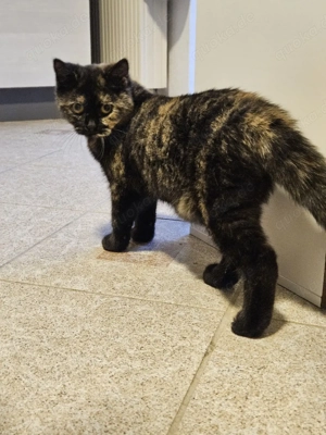 Wunderschöne Junge BKH Katze sucht ihr Zuhause