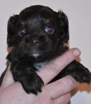    Cockerpoo Welpen abzugeben   