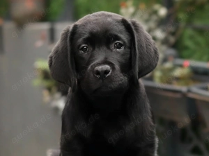 Labrador Retriever 