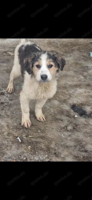 fina sucht noch ihr zuhausd 