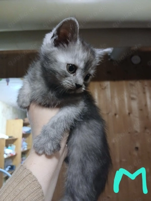 BKH Mix Kitten in Gerolstein