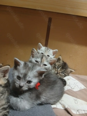 BKH Kitten in Gerolstein