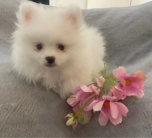 Zuckersüße Zwergspitz Welpen suchen liebevolles Zuhause   