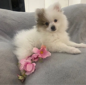 Zuckersüße Zwergspitz Welpen suchen liebevolles Zuhause   