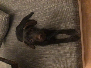 1 jährige Dackel Jackrussel hündin