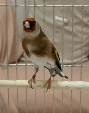 Steglitz Goldfish Männlich  