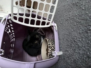 Bezauberndes Kartenweibchen sucht passendes Zuhause 