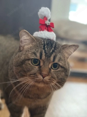 Deckkater Little Tiger BKH Golden Getigert