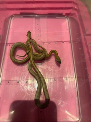 kornnatter classic stripe het. palmetto scaleless 