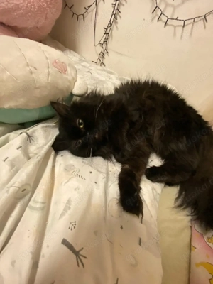 BLP Sucht dringd neues zuhause Bild 2