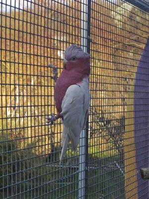 Inkakakadu Henne 8 Jahre und Rosakakadu Lutino Hahn 