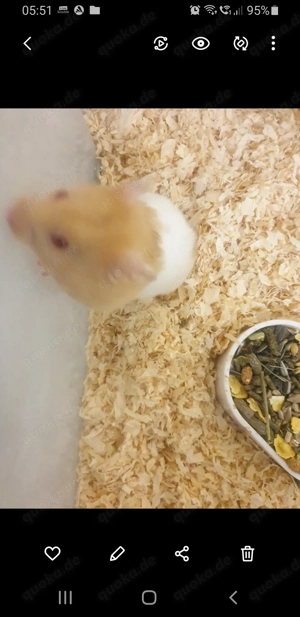 Hamster Goldhamster 
