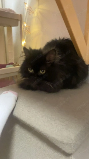 BLP Sucht dringd neues zuhause Bild 3