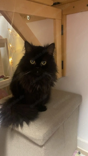 BLP Sucht dringd neues zuhause Bild 4