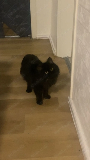 BLP Sucht dringd neues zuhause Bild 5