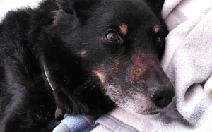 Jargo sucht hundeerfahrene Menschen