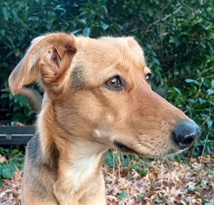 Windhund-Mix Hündin sucht neues Zuhause 