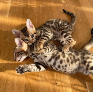 Bezaubernde Bengal-Kätzchen suchen ein neues Zuhause! WhatsApp: 015777944807  