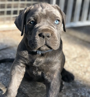 Cane Corso Welpen verfügbar von außergewöhnlicher Qualität