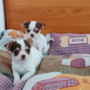 Verspielte Chihuahua-Welpen suchen ein neues Zuhause 