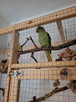 Halsbandsittich, halb Handzahm sprechend