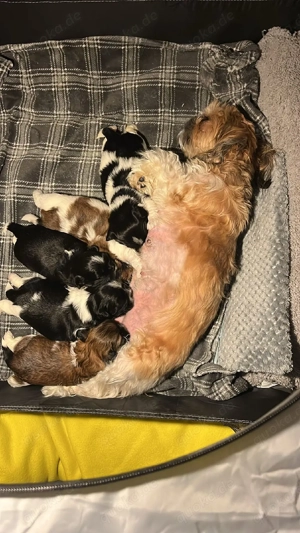 Welpen Shih Tzu 