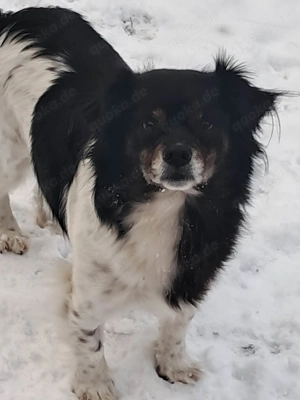 Maya, zauberhafte Hündin sucht Gesellschaft