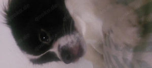 6monate alter mischlining welpe