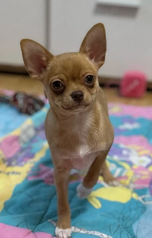 Toller Chihuahua Rüde KH