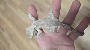 axanthic kronengecko Männchen Crested gecko  Bild 3