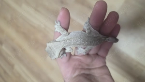 axanthic kronengecko Männchen Crested gecko  Bild 4