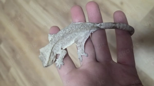 axanthic kronengecko Männchen Crested gecko 