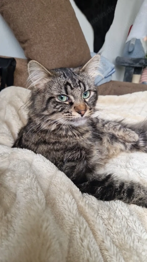 Main Coon Mix