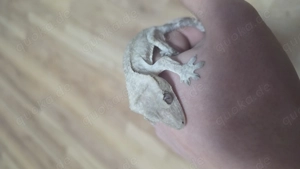 axanthic kronengecko Männchen Crested gecko  Bild 5