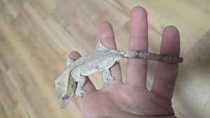 axanthic kronengecko Männchen Crested gecko  Bild 2