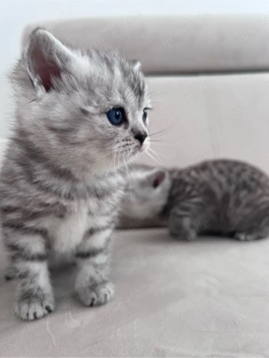Britisch Kurzhaar Kitten *2 x Weibchen reinrassig*