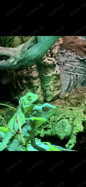 Stirnlappenbasilisken Basiliscus plumifrons