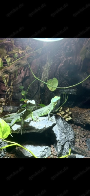 Stirnlappenbasilisken Basiliscus plumifrons