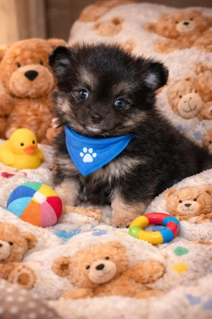 Chihuahua Welpen Pomeranian Pomchi 