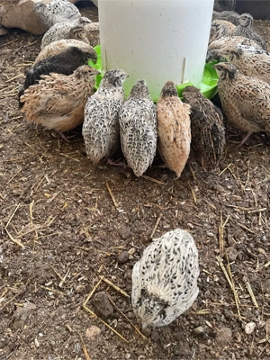 Legewachteln   Bild 2