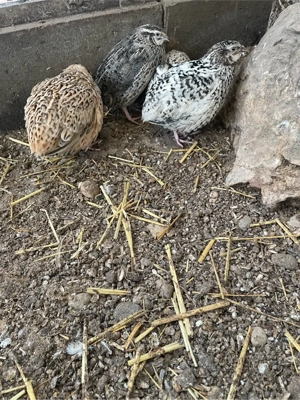 Legewachteln   Bild 3