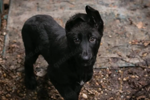 Welpe *NERINO* - Der freundliche Hundemann wird momentan auf ein Familienleben vorbereitet 