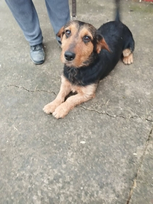   Karlsson sucht sein Körbchen  